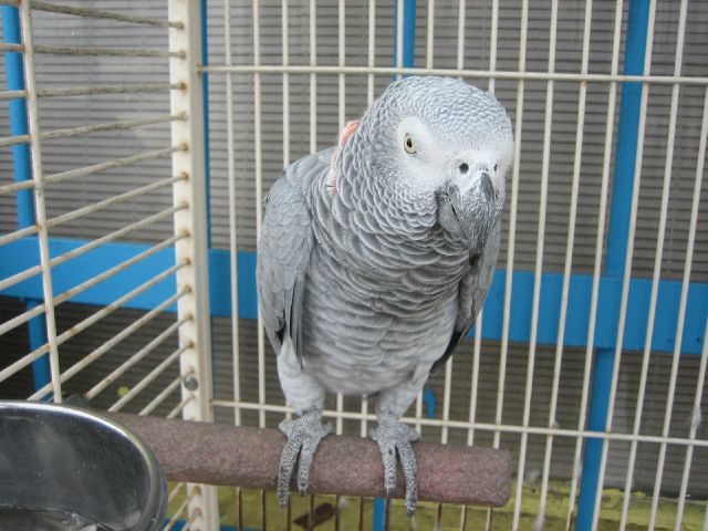 1997 BMW Z3 SE Front-wheel Drive