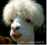 2006 Dodge Ram 1500 4dr 4WD EXT LS 4x4 SUV