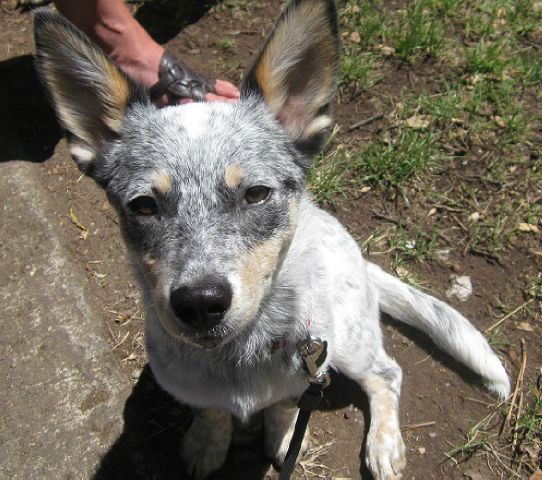 2009 Ford Explorer GXL