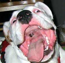 2012 Nissan Rogue Lariat 4x4 Diesel